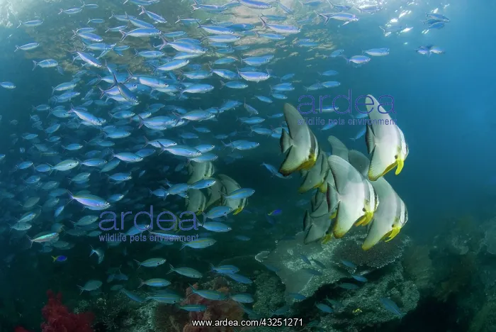 : Indonesia, Raja Ampat. Schooling fish in : Indonesia, Raja Ampat. Schooling fish in