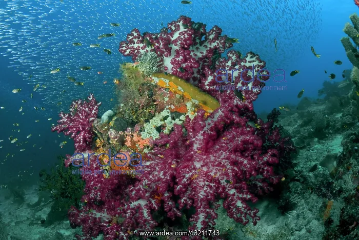 : Indonesia, Raja Ampat. Schooling silverside : Indonesia, Raja Ampat. Schooling silverside