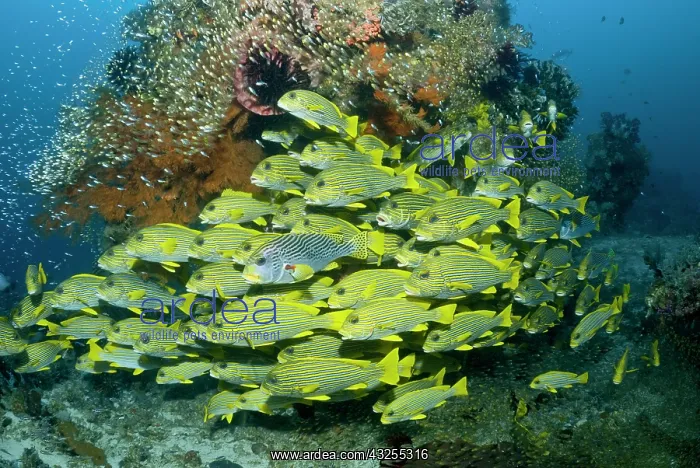 : Indonesia, Raja Ampat. Schooling sweetlip : Indonesia, Raja Ampat. Schooling sweetlip