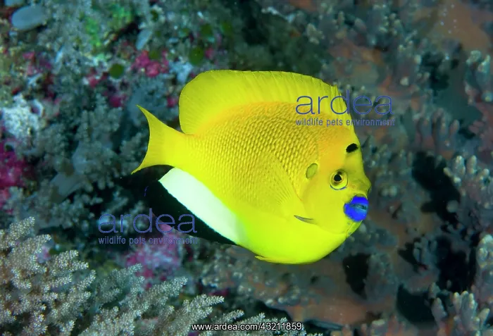  : Indonesia, Raja Ampat. A three spot angelfish