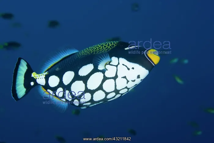 : Indonesia, Raja Ampat. Underside view of : Indonesia, Raja Ampat. Underside view of