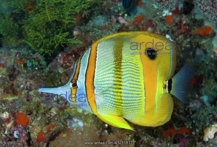 : Indonesia, Raja Ampat. Side view close-up : Indonesia, Raja Ampat. Side view close-up