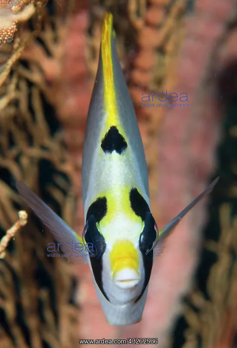 : Indonesia, Raja Ampat. Front view of masked : Indonesia, Raja Ampat. Front view of masked