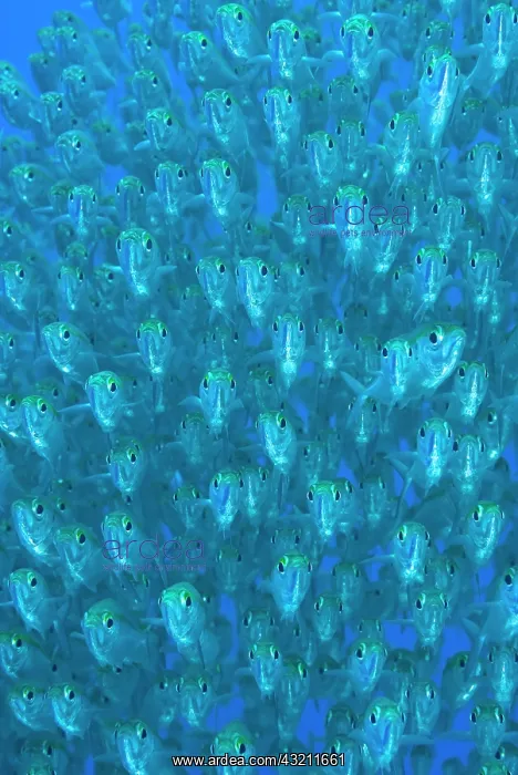 : Indonesia, Raja Ampat. Front view of schooling : Indonesia, Raja Ampat. Front view of schooling