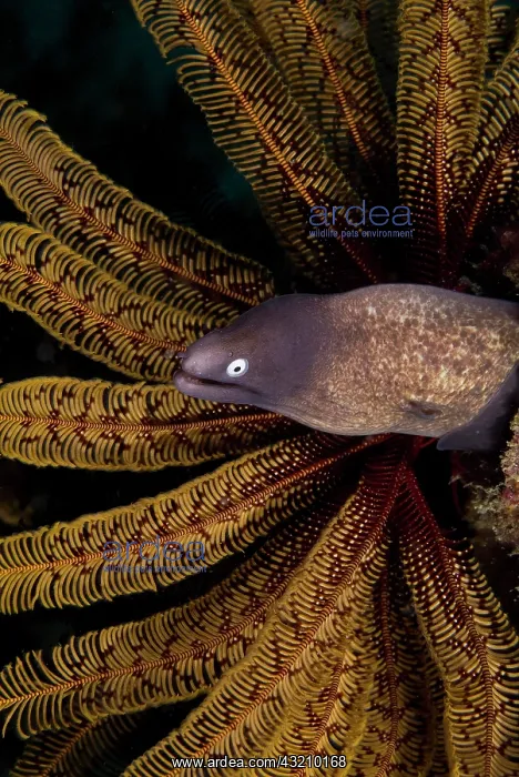 : Indonesia, Raja Ampat. A white-eye moray : Indonesia, Raja Ampat. A white-eye moray