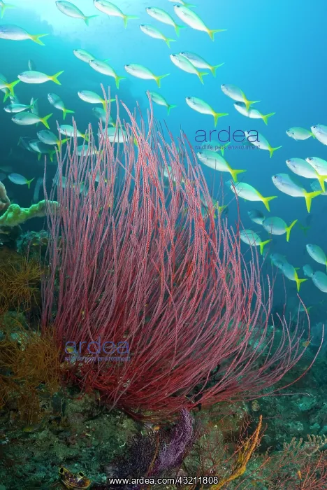  : Indonesia, Raja Ampat. Yellowtail fusilier