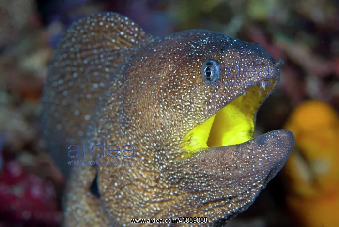 : Indonesia, Reta Island. Close-up of a moray : Indonesia, Reta Island. Close-up of a moray