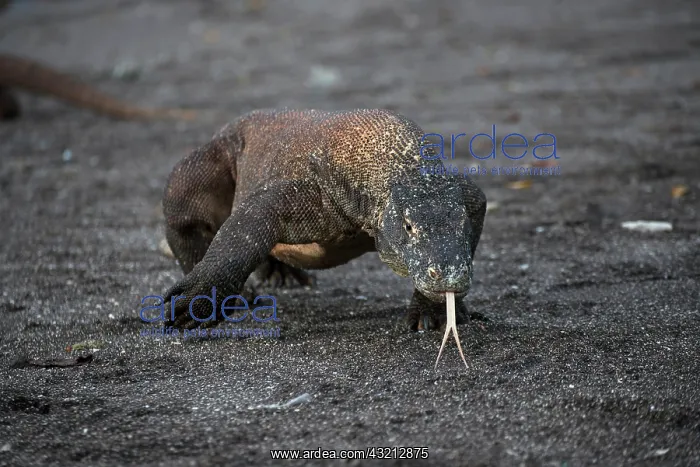 : Indonesia, Rinca Island, Komodo National : Indonesia, Rinca Island, Komodo National