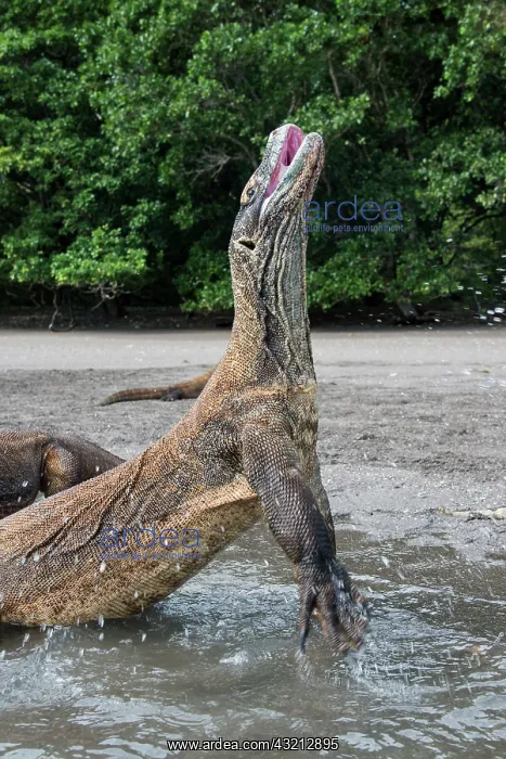 : Indonesia, Rinca Island, Komodo National : Indonesia, Rinca Island, Komodo National