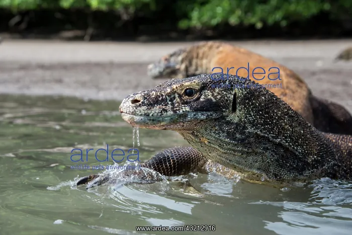  : Indonesia, Rinca Island, Komodo National