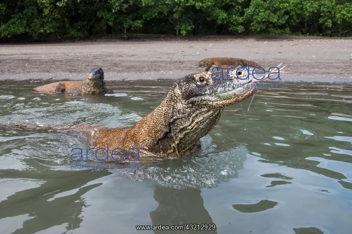 : Indonesia, Rinca Island, Komodo National : Indonesia, Rinca Island, Komodo National