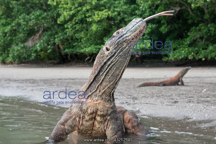 : Indonesia, Rinca Island, Komodo National : Indonesia, Rinca Island, Komodo National