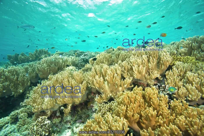 : Indonesia, South Sulawesi Province, Wakatobi : Indonesia, South Sulawesi Province, Wakatobi