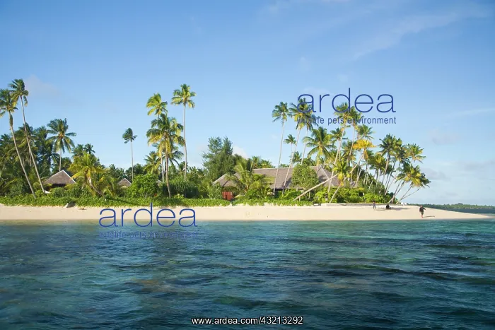 : Indonesia, South Sulawesi Province, Wakatobi : Indonesia, South Sulawesi Province, Wakatobi