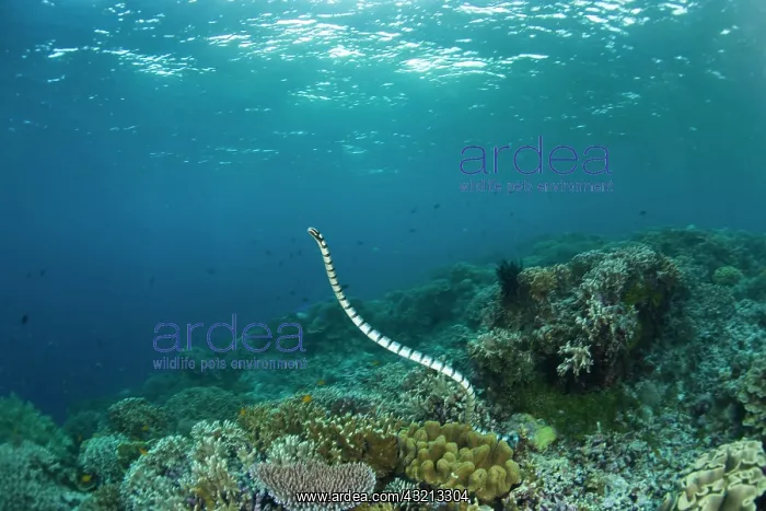 : Indonesia, South Sulawesi Province, Wakatobi : Indonesia, South Sulawesi Province, Wakatobi
