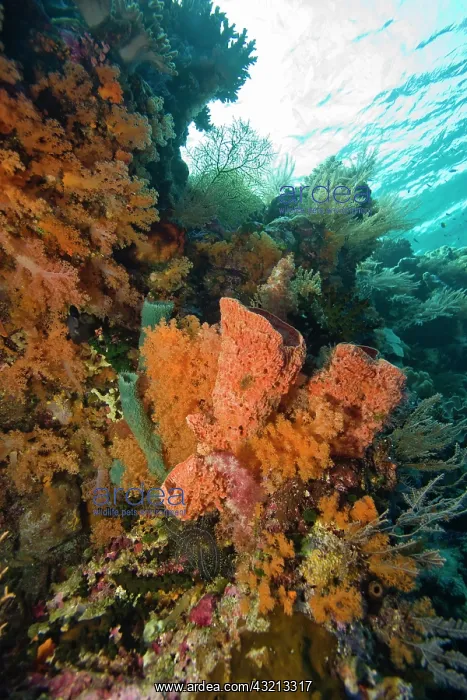: Indonesia, South Sulawesi Province, Wakatobi : Indonesia, South Sulawesi Province, Wakatobi