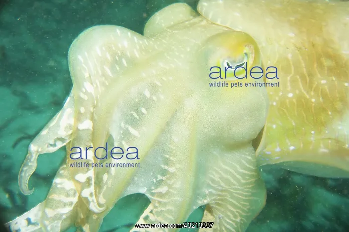 : Indonesia, South Sulawesi Province, Wakatobi : Indonesia, South Sulawesi Province, Wakatobi