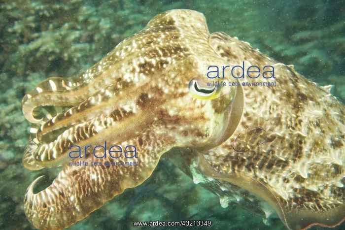 : Indonesia, South Sulawesi Province, Wakatobi : Indonesia, South Sulawesi Province, Wakatobi