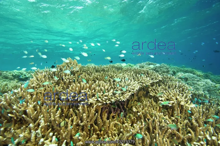 : Indonesia, South Sulawesi Province, Wakatobi : Indonesia, South Sulawesi Province, Wakatobi