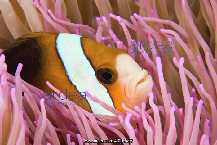 : Indonesia, South Sulawesi Province, Wakatobi : Indonesia, South Sulawesi Province, Wakatobi