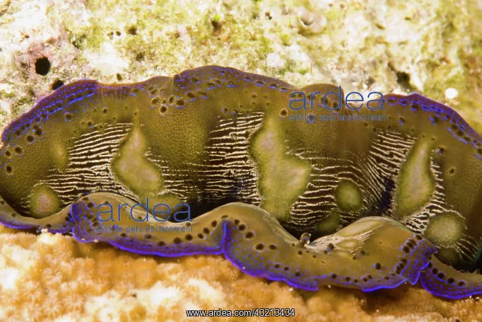 : Indonesia, South Sulawesi Province, Wakatobi : Indonesia, South Sulawesi Province, Wakatobi