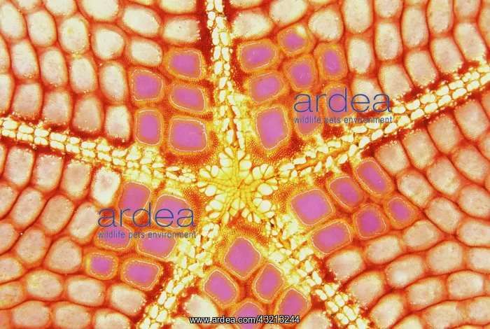 : Indonesia. Starfish mouth, detail : Indonesia. Starfish mouth, detail