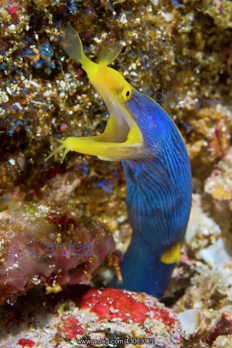 : Indonesia, Suangi Island. Close-up of colorful : Indonesia, Suangi Island. Close-up of colorful