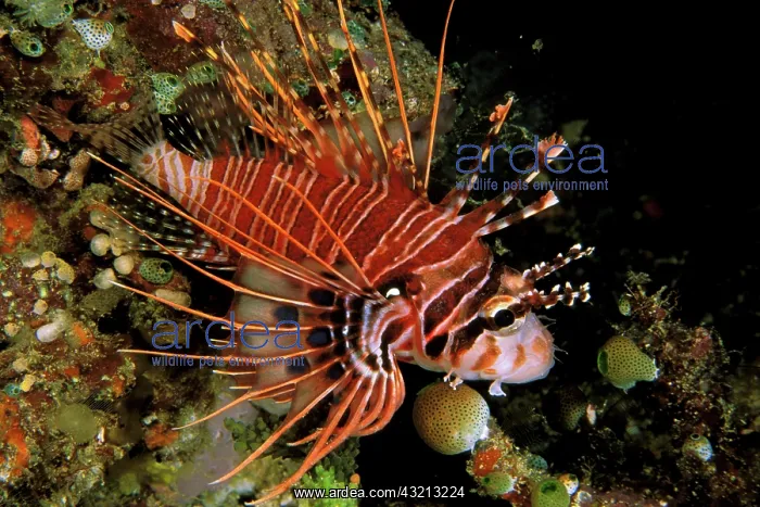 : Indonesia, Sulawesi. Close up of spotfin : Indonesia, Sulawesi. Close up of spotfin