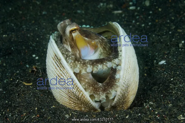 : Indonesia, Sulawesi Island, Lembeh Strait : Indonesia, Sulawesi Island, Lembeh Strait