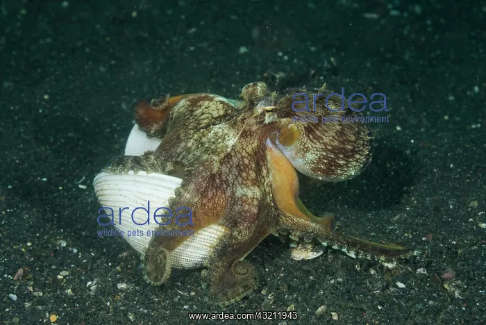 : Indonesia, Sulawesi Island, Lembeh Strait : Indonesia, Sulawesi Island, Lembeh Strait