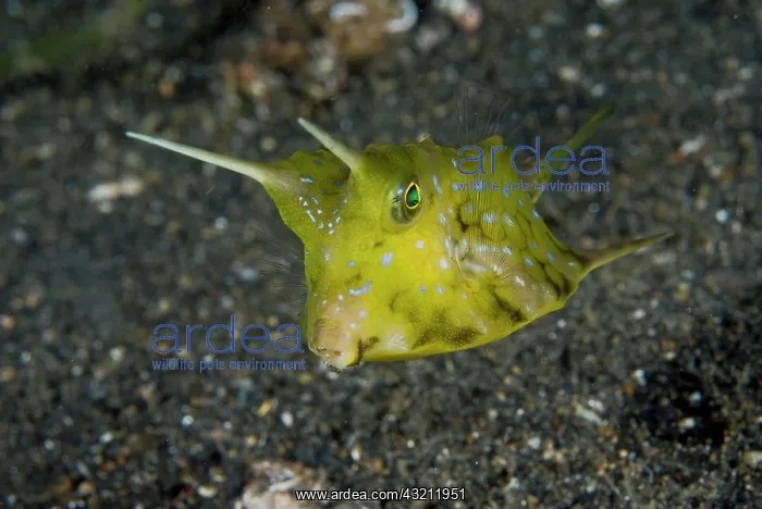: Indonesia, Sulawesi Island, Lembeh Strait : Indonesia, Sulawesi Island, Lembeh Strait