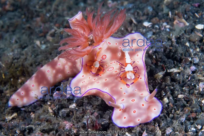 : Indonesia, Sulawesi Island, Lembeh Strait : Indonesia, Sulawesi Island, Lembeh Strait