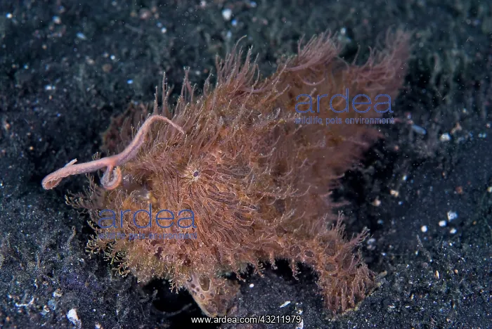 : Indonesia, Sulawesi Island, Lembeh Strait : Indonesia, Sulawesi Island, Lembeh Strait