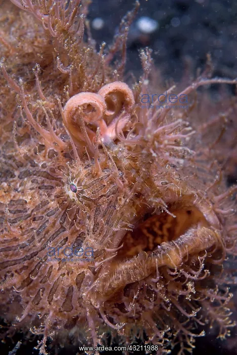  : Indonesia, Sulawesi Island, Lembeh Strait