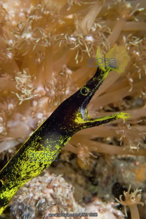 : Indonesia, Sulawesi Island, Lembeh Strait : Indonesia, Sulawesi Island, Lembeh Strait
