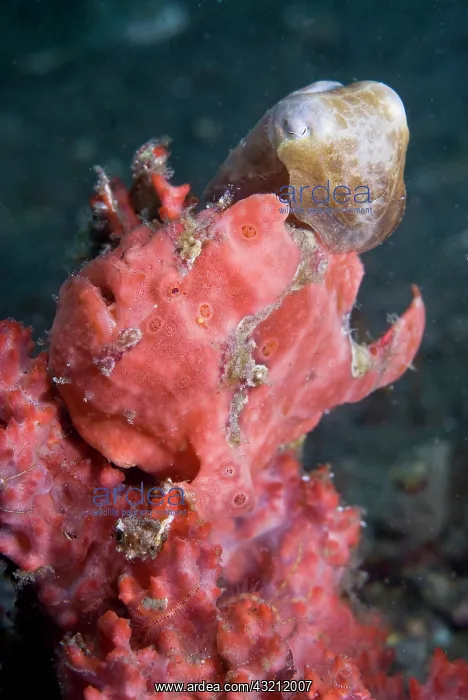 : Indonesia, Sulawesi Island, Lembeh Strait : Indonesia, Sulawesi Island, Lembeh Strait