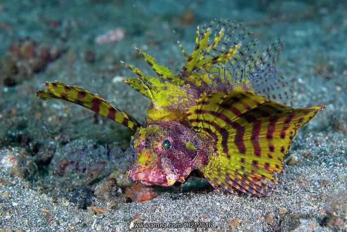 : Indonesia, Sulawesi Island, Lembeh Strait : Indonesia, Sulawesi Island, Lembeh Strait