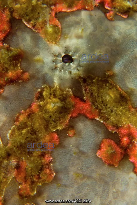 : Indonesia, Sulawesi Island, Lembeh Strait : Indonesia, Sulawesi Island, Lembeh Strait