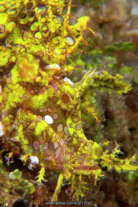 : Indonesia, Sulawesi Island, Lembeh Strait : Indonesia, Sulawesi Island, Lembeh Strait