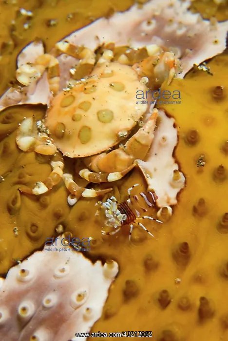 : Indonesia, Sulawesi Island, Lembeh Strait : Indonesia, Sulawesi Island, Lembeh Strait