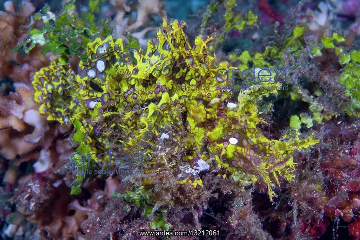 : Indonesia, Sulawesi Island, Lembeh Strait : Indonesia, Sulawesi Island, Lembeh Strait