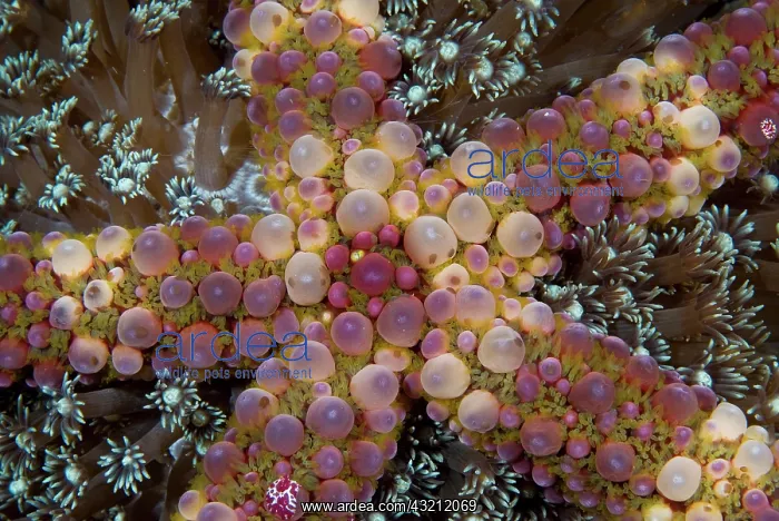 : Indonesia, Sulawesi Island, Lembeh Strait : Indonesia, Sulawesi Island, Lembeh Strait