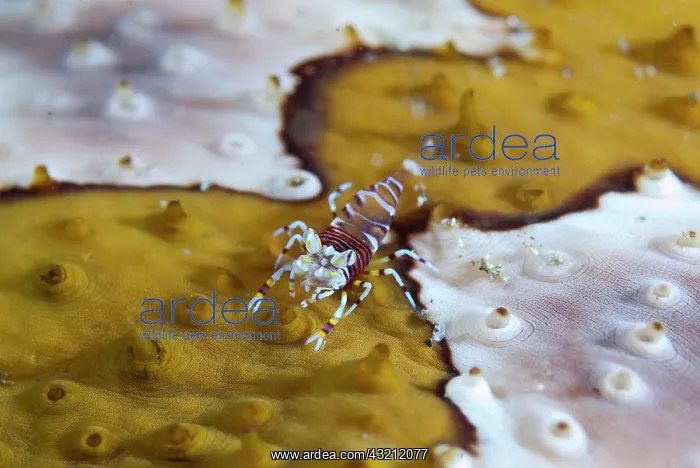 : Indonesia, Sulawesi Island, Lembeh Strait : Indonesia, Sulawesi Island, Lembeh Strait
