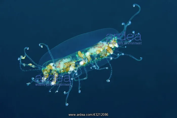 : Indonesia, Sulawesi Island, Lembeh Strait : Indonesia, Sulawesi Island, Lembeh Strait
