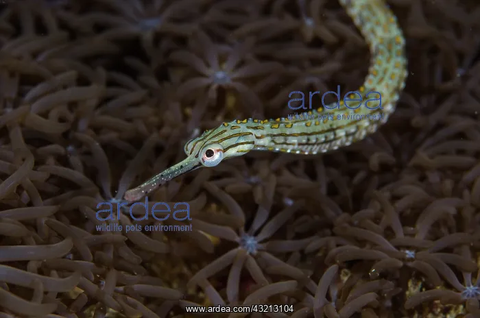 : Indonesia, Sulawesi, Lembeh Strait. Pipefish : Indonesia, Sulawesi, Lembeh Strait. Pipefish