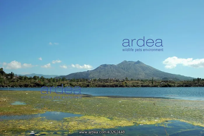 : Indonesia, view of a field by Bali Batur : Indonesia, view of a field by Bali Batur