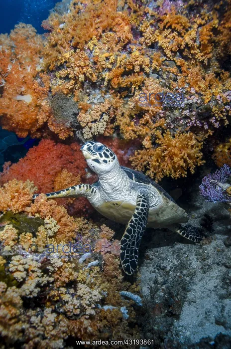 : Indonesia, West Papua, Raja Ampat. Hawksbill sea : Indonesia, West Papua, Raja Ampat. Hawksbill sea
