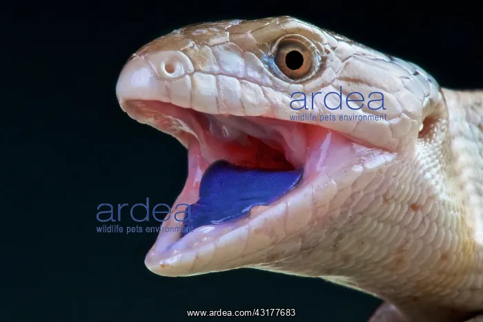 : Indonesian blue-tongued skink (Tiliqua gigas), Papua : Indonesian blue-tongued skink (Tiliqua gigas), Papua