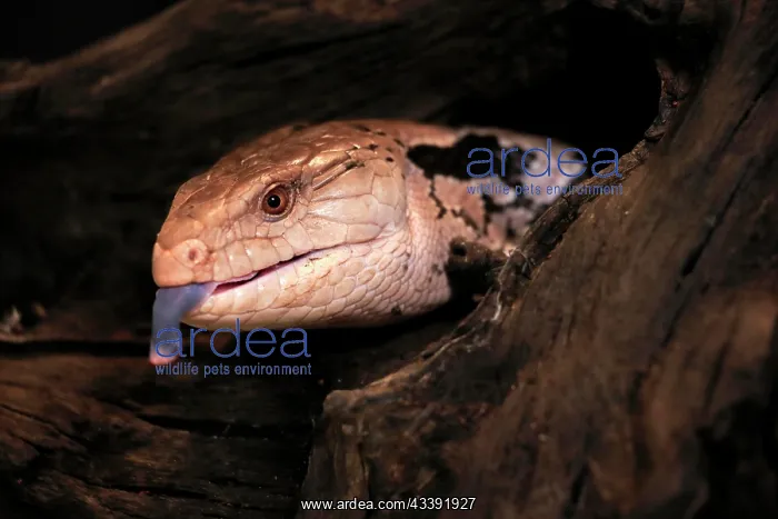 : Indonesian blue-tongued skink (Tiliqua gigas), adult : Indonesian blue-tongued skink (Tiliqua gigas), adult