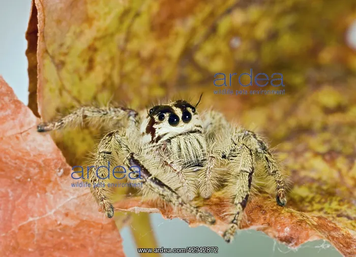 : Indonesian Jumping Spider - close up : Indonesian Jumping Spider - close up